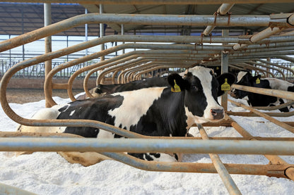 Arena para cama de vacas Vicasani
