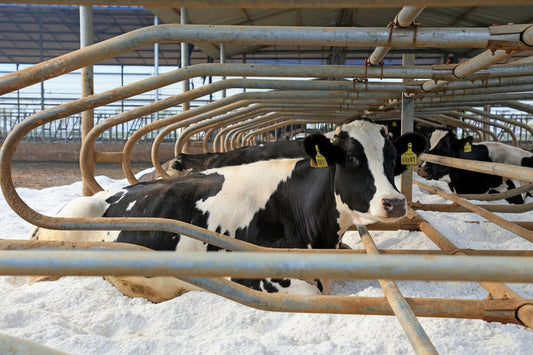 Arena para cama de vacas Vicasani